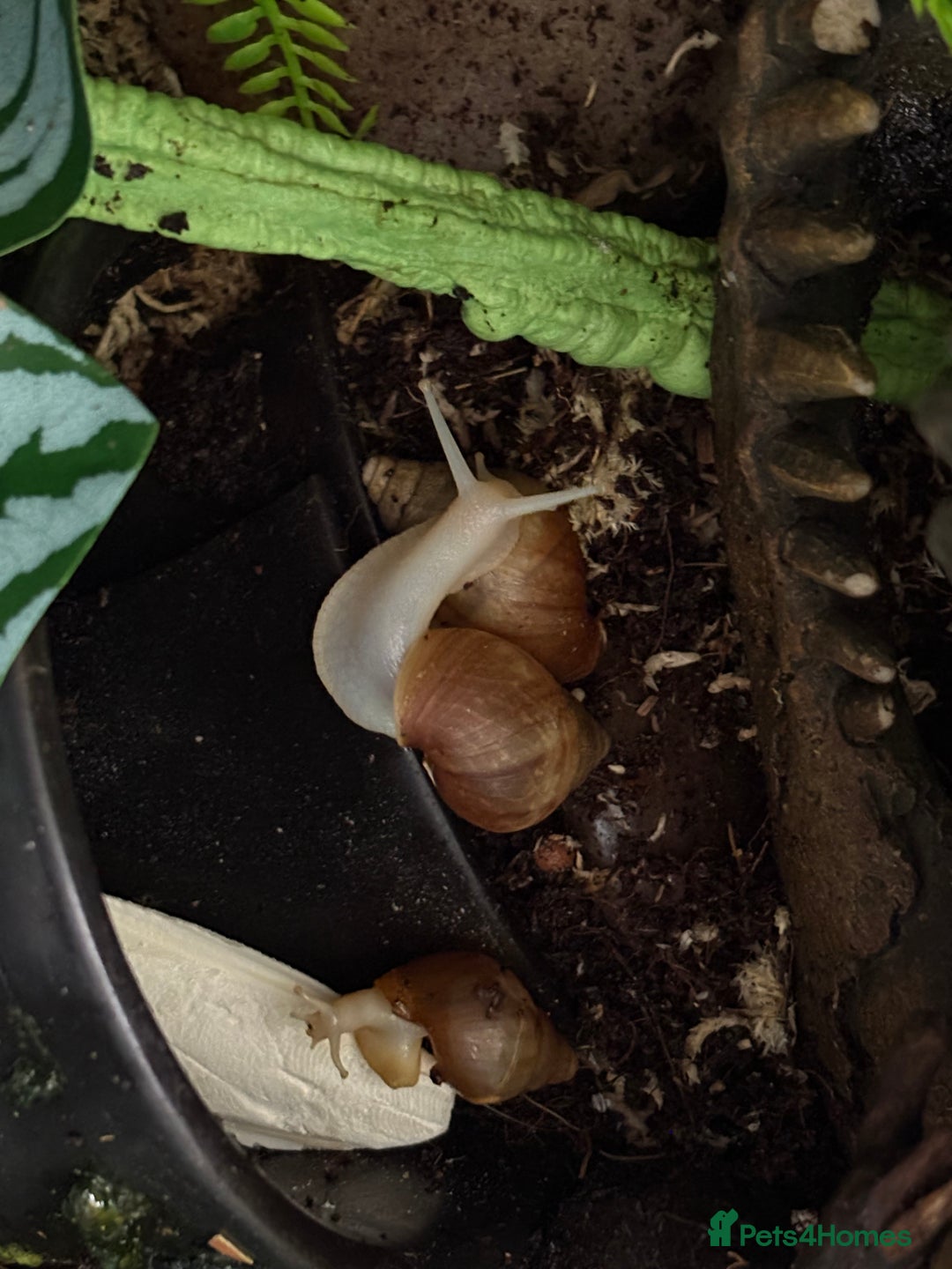 Snails invertebrates for sale: Giant African land snails  - Image 5