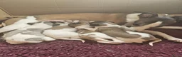 Whippet dogs for sale: Outstanding kc whippet - Advert 18