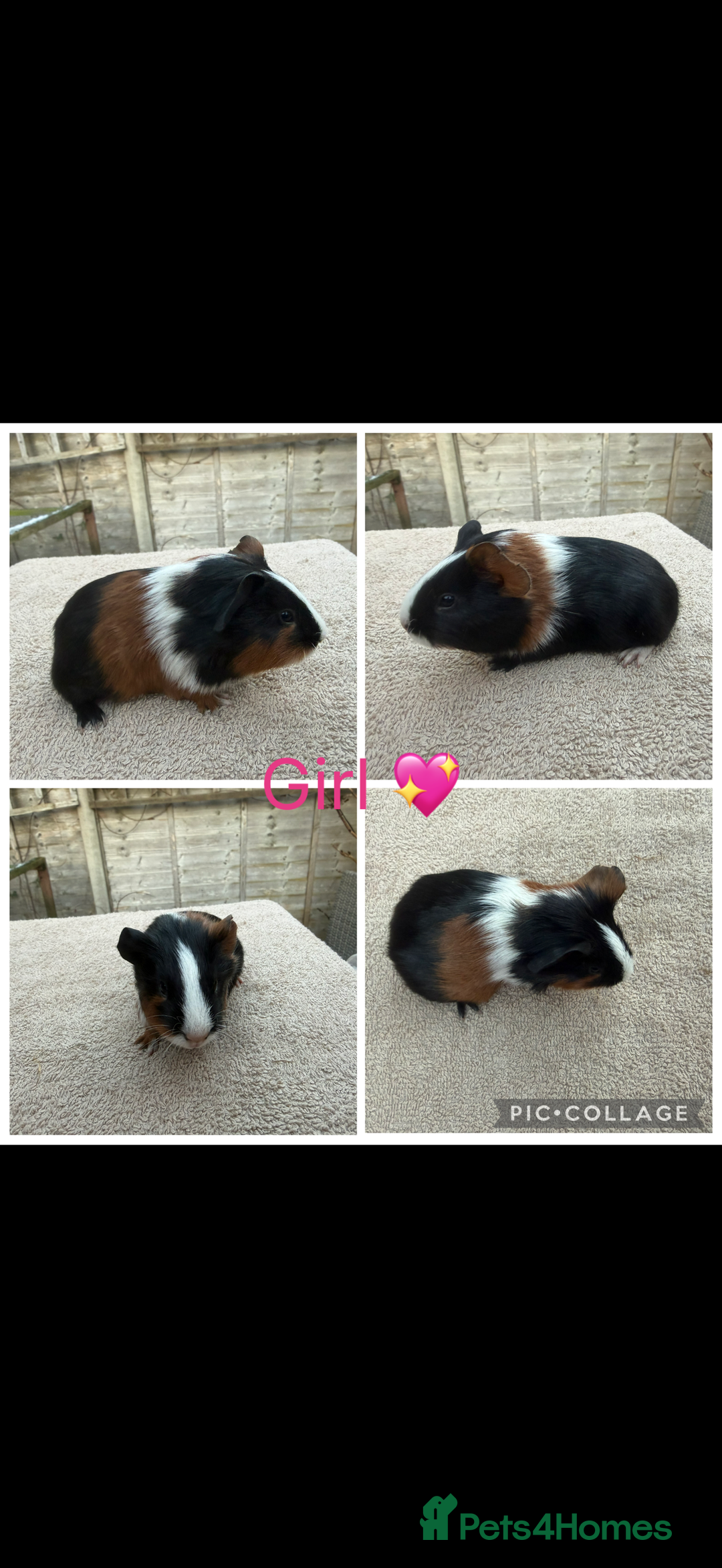 Guinea Pig rodents for sale: Male & Female Guinea pigs 👀 for new laps 🥰 - Advert 14