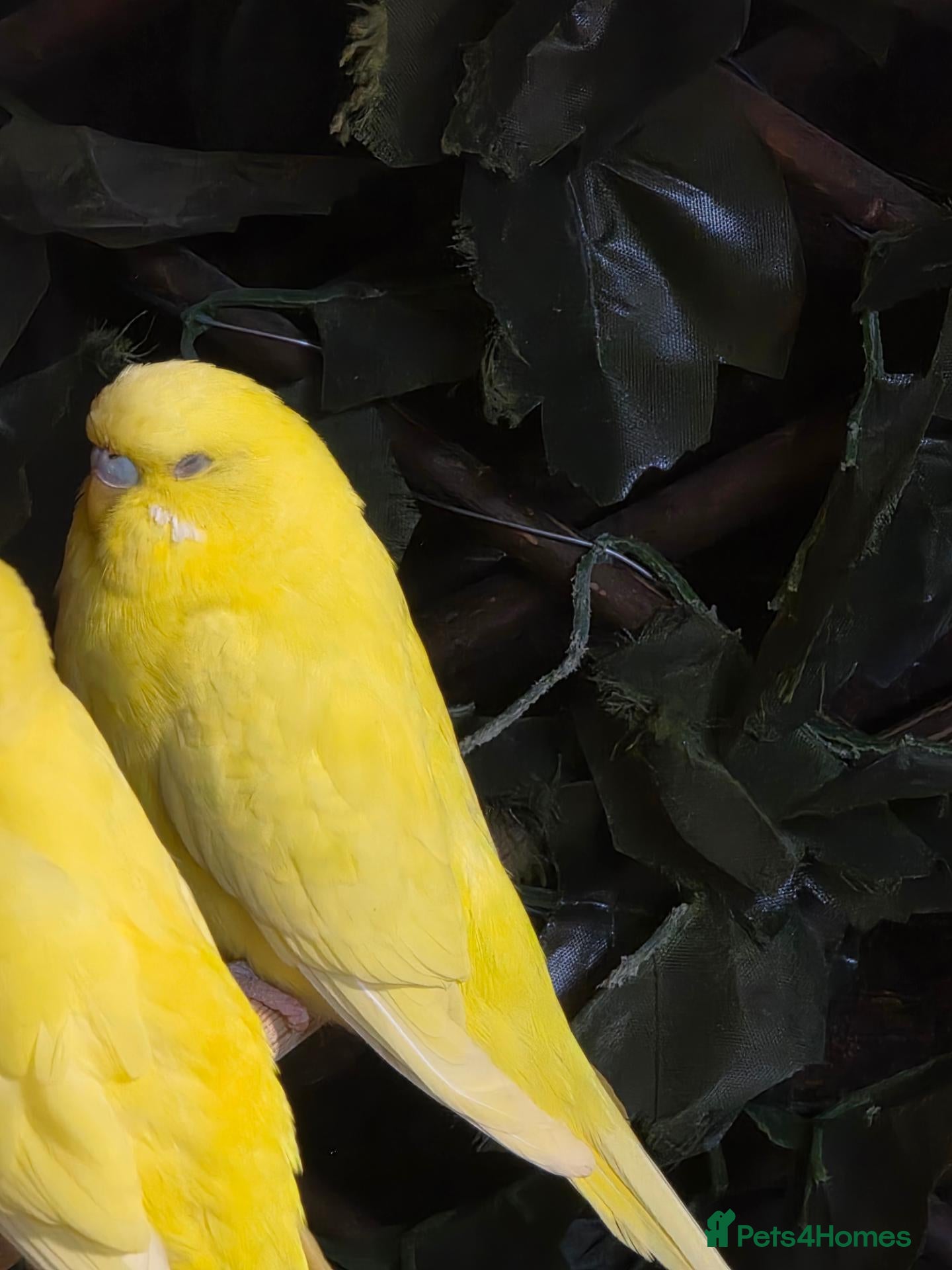 Budgerigars birds for sale: Mixed budgies - Advert 1