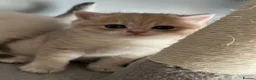 British Shorthair cats for sale: Pedigree British Shorthair Boys - Advert 2