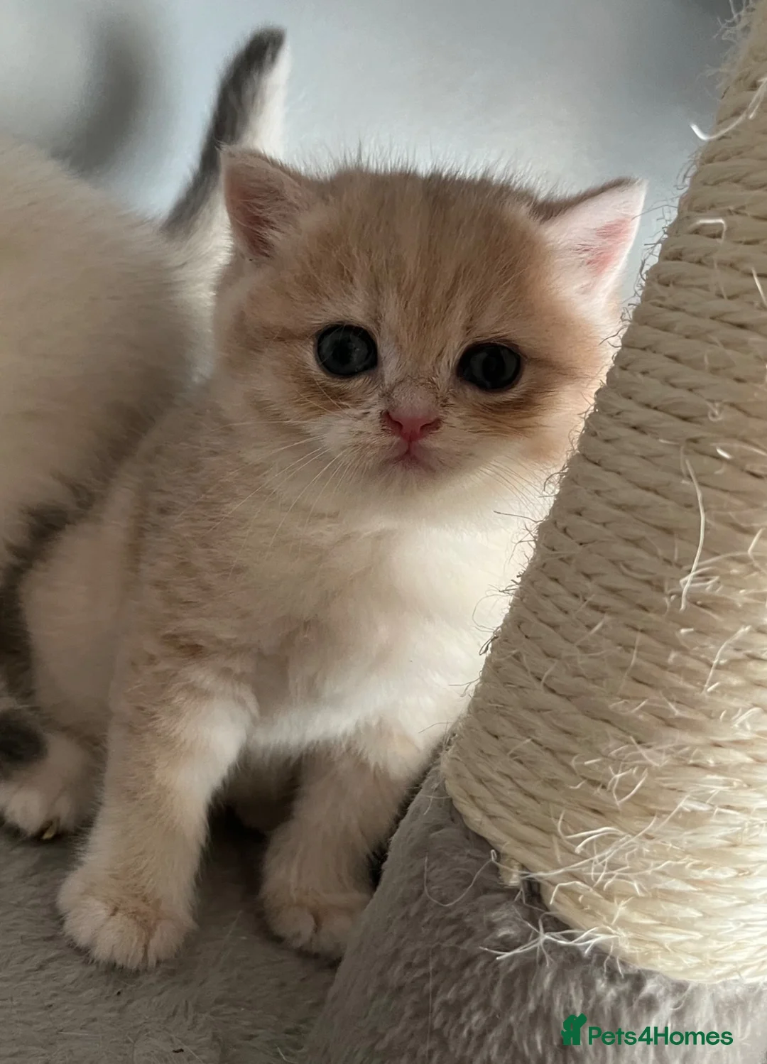 British Shorthair cats for sale: Pedigree British Shorthair Boys - Advert 2