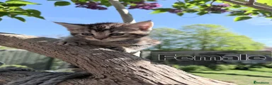 Domestic Shorthair Kitten 3