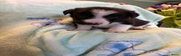 Border Collie dogs for sale: Boarder Collie puppies looking for active homes in Worcester - Advert 9