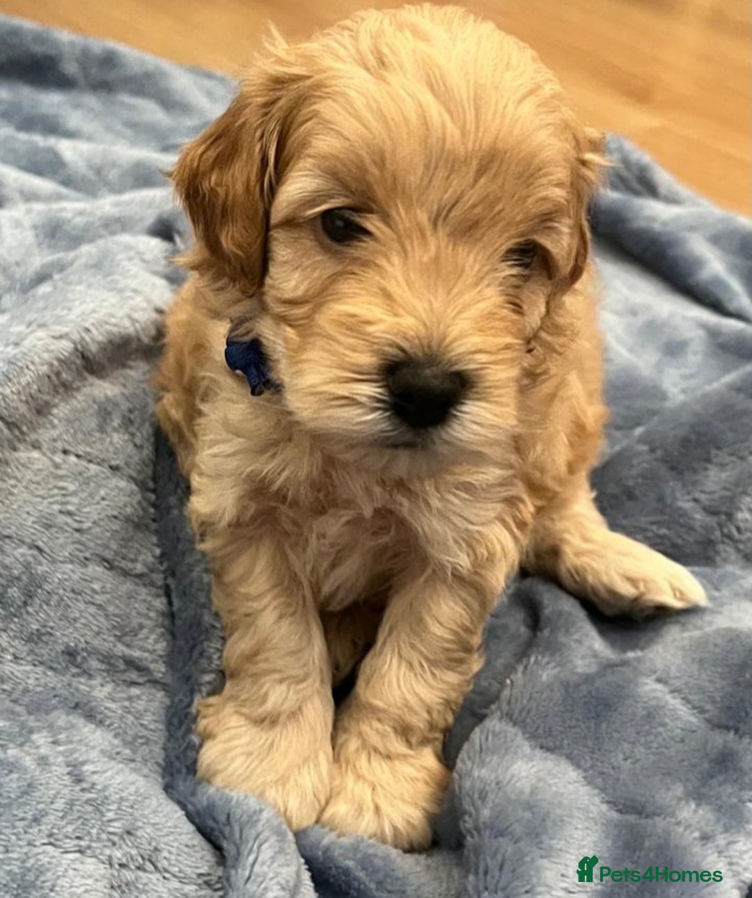 Cockapoo dogs for sale: Beautiful litter of cockapoos - Image 3