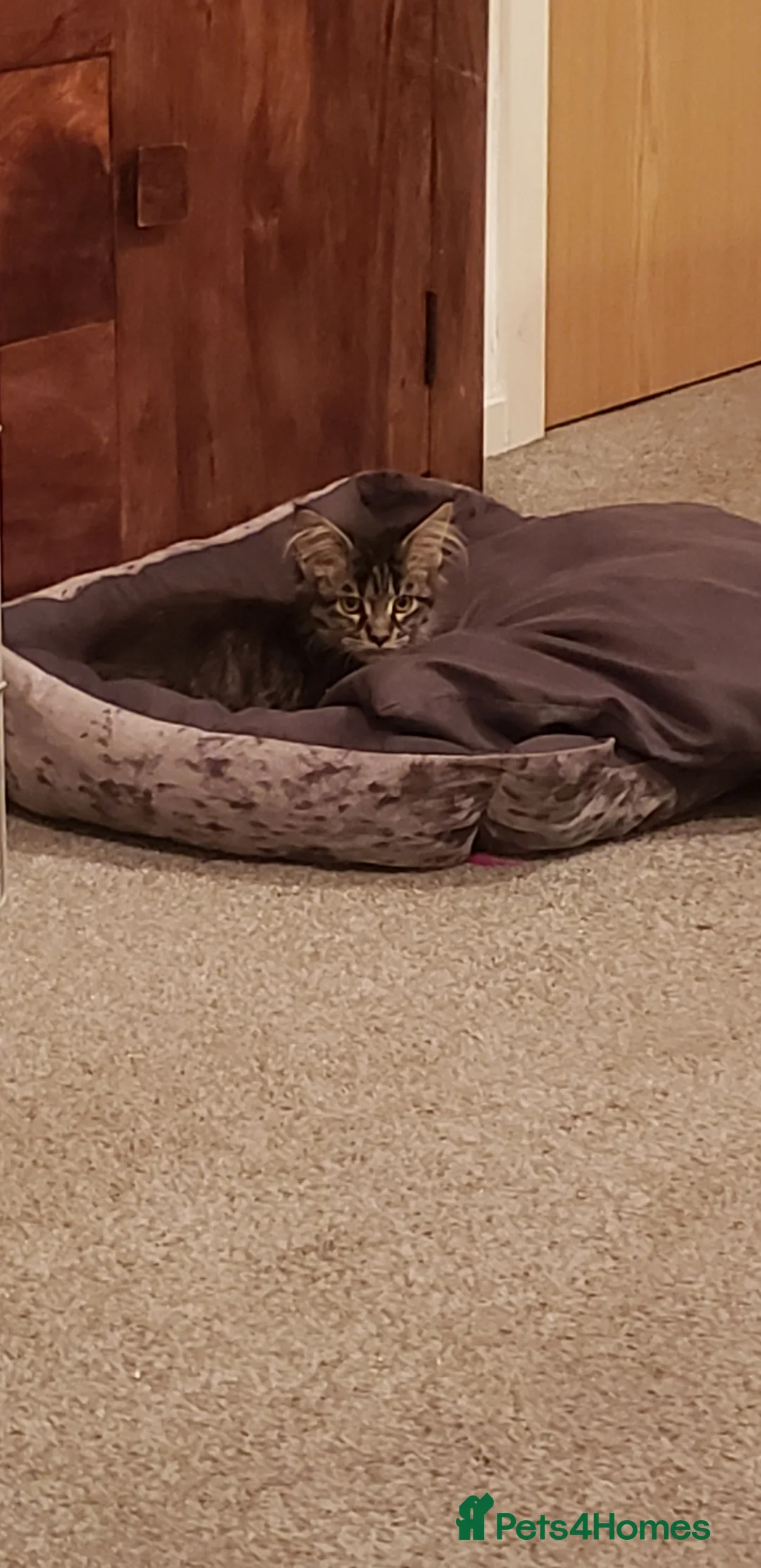 Maine Coon cats for sale: 12 month old Maine Coon - Advert 1