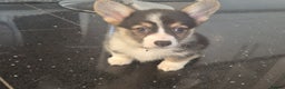 Welsh Corgi Pembroke dogs for sale: Kc reg Serbian lined bob & longtail - Advert 22