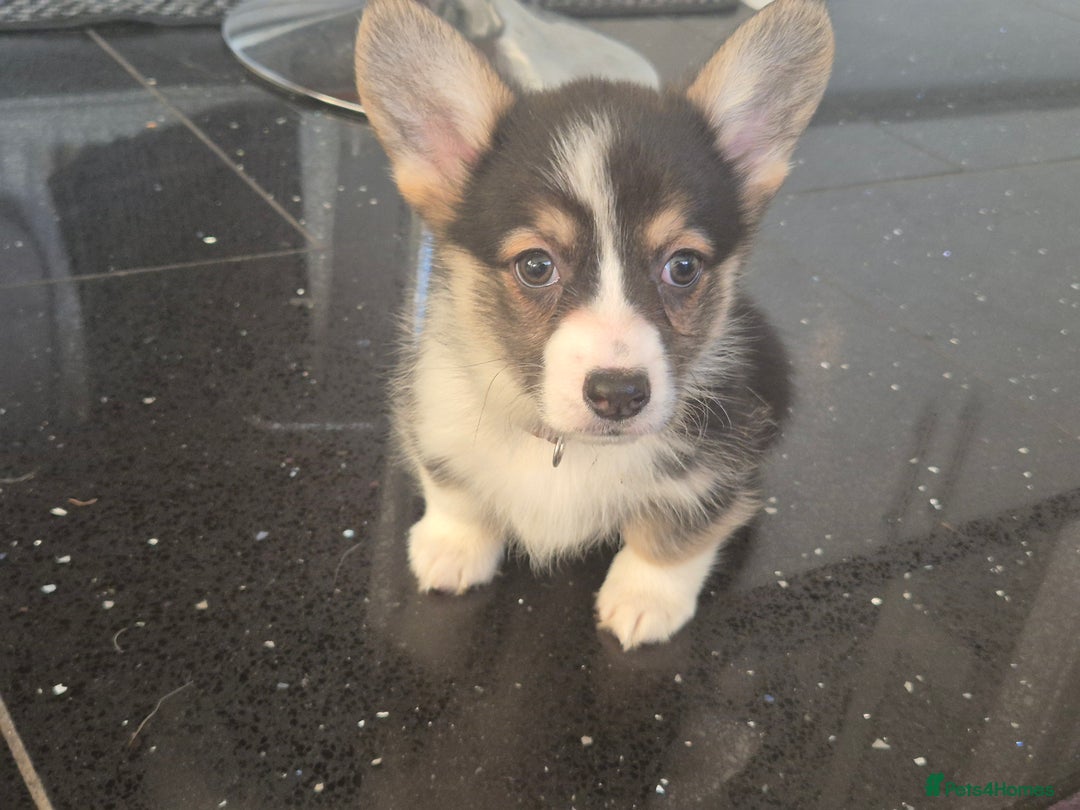 Welsh Corgi Pembroke dogs for sale: Kc reg Serbian lined bob & longtail - Advert 22