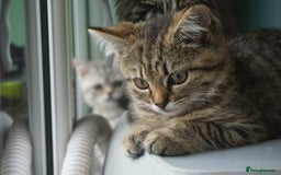 Persian cats for sale: ADORABLE RUSSIAN BLUE X PERSIAN KITTENS - Image 23