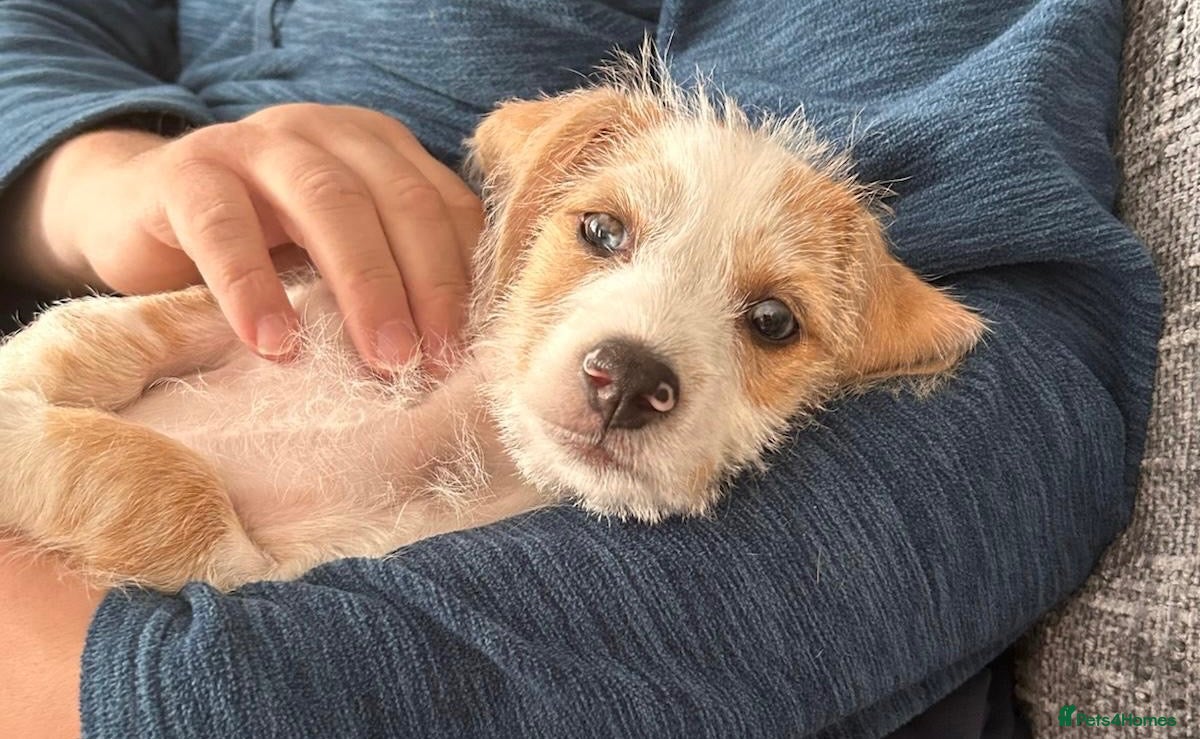 Mixed Breed dogs One boy left  - Advert 11