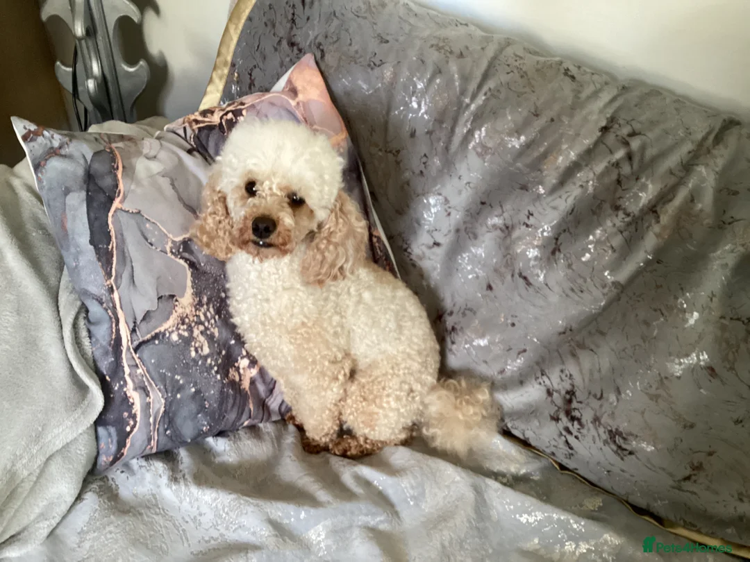 Toy Poodle dogs for stud: Apricot toy poodle - Advert 1