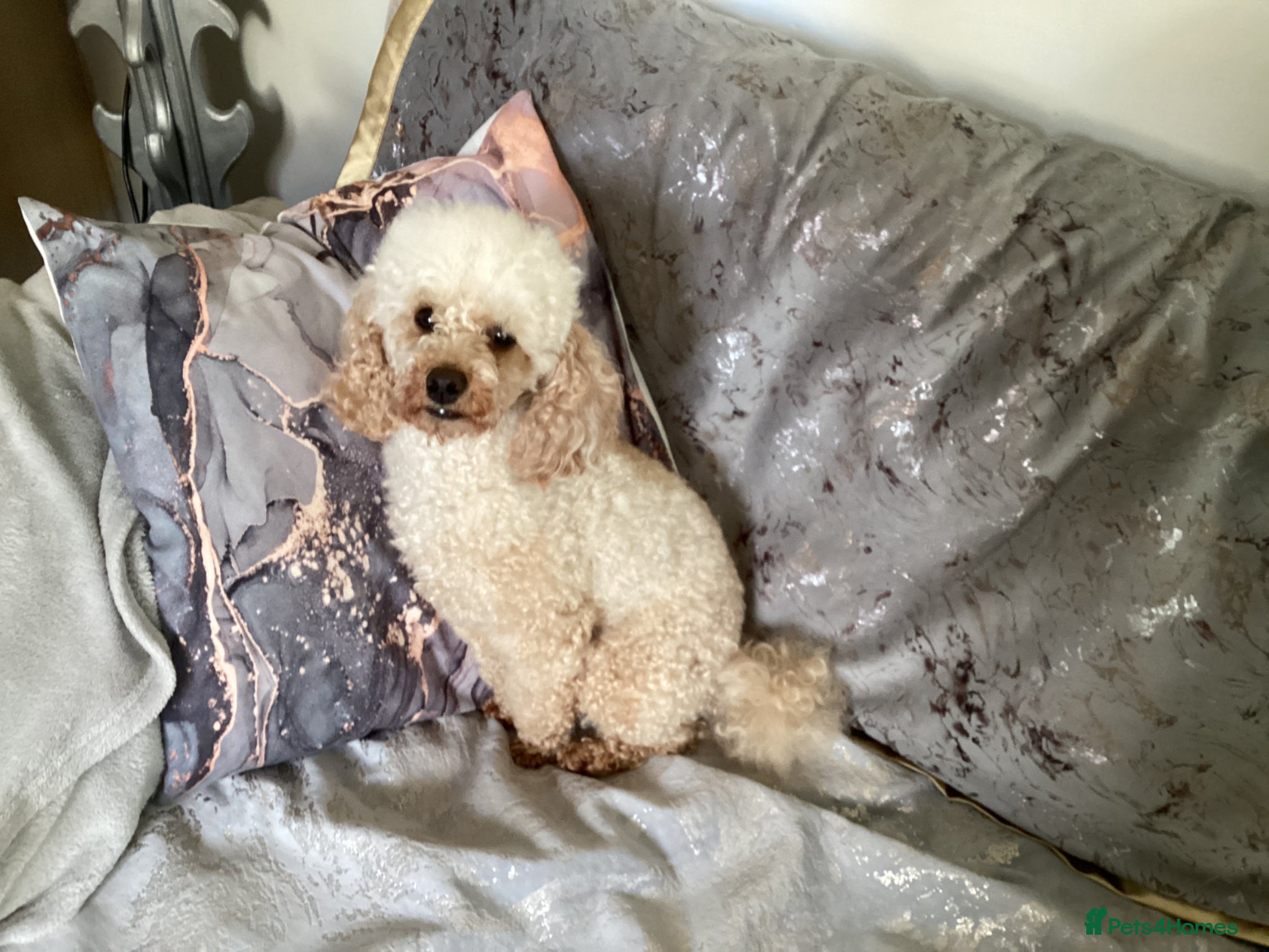 Toy Poodle dogs for stud: Apricot toy poodle - Advert 3