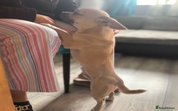 Mixed Breed dogs for sale: Chicko  - Image 1