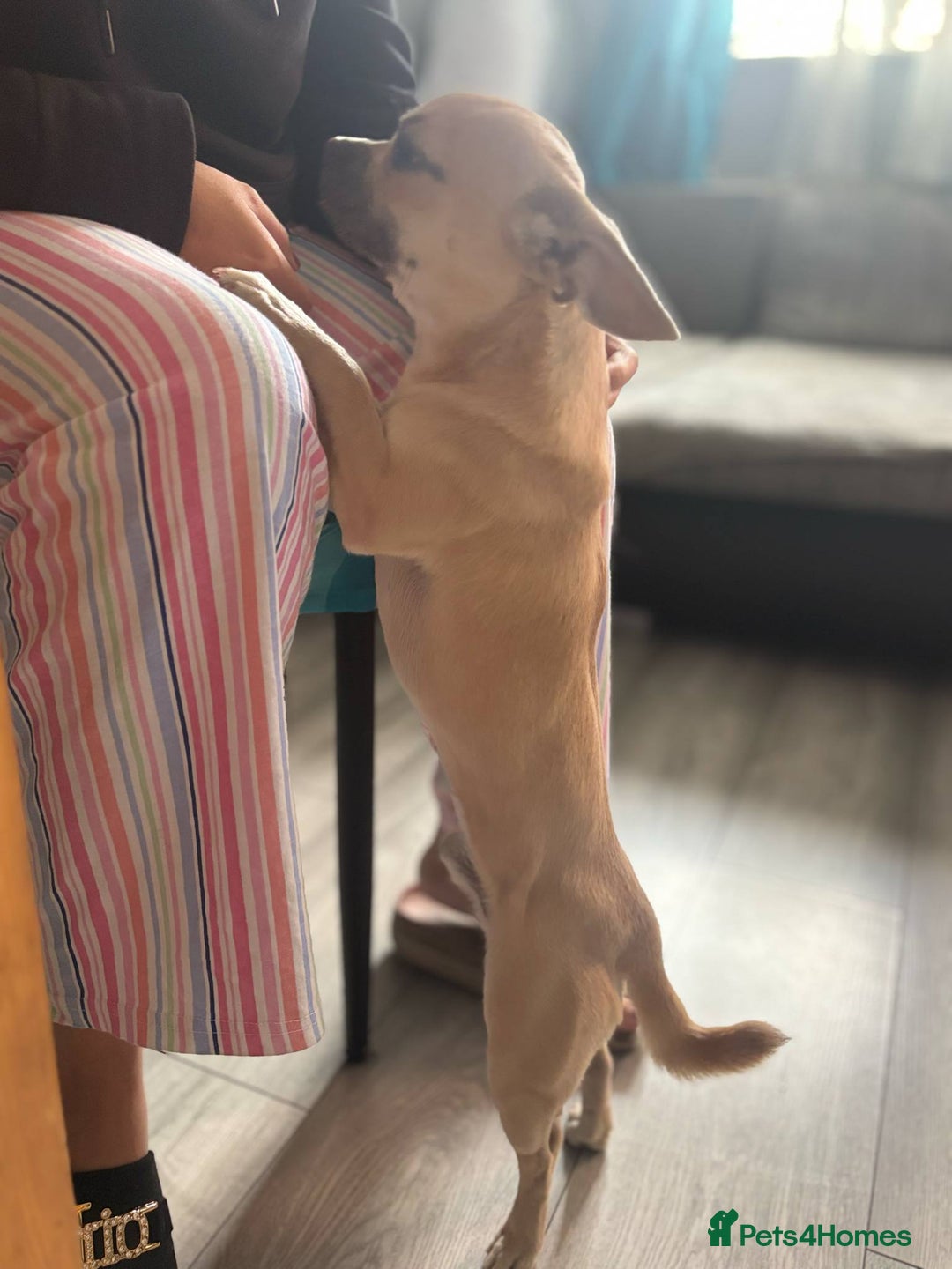 Mixed Breed dogs for sale: Chicko  - Image 1