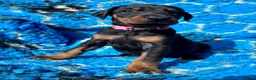 Dobermann dogs for sale: KC registered health tested Dobermann puppies  - Advert 3