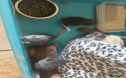 Chinchilla rabbits for sale: Chinchillas  - Image 3