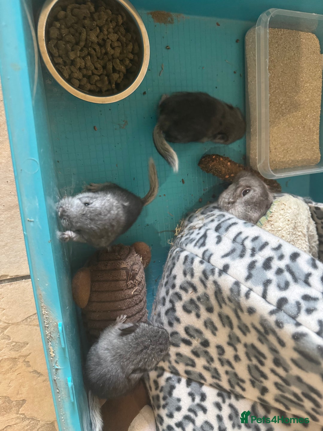 Chinchilla rabbits for sale: Chinchillas  - Image 3