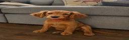 Goldendoodle dogs for sale: Golden Doodles (miniatures) - Advert 1