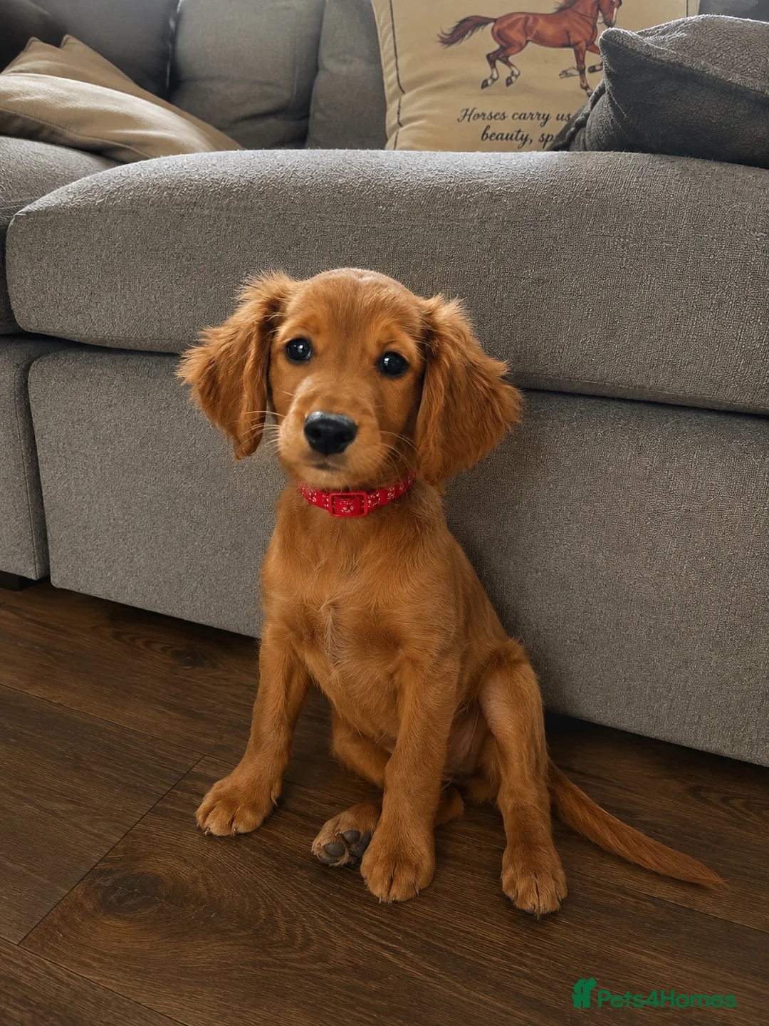Goldendoodle dogs for sale: Golden Doodles (miniatures) - Advert 1