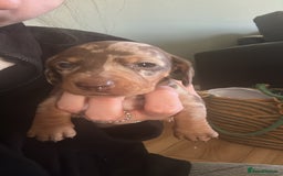 Miniature Dachshund dogs for sale: Female miniature dachshund  - Image 8