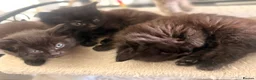 Nebelung cats for sale: Nebelung kittens  in Norwich - Advert 3