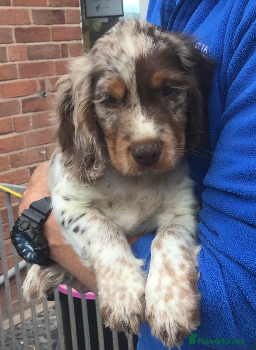 Cocker Spaniel dogs for stud: MERLIN…FOR STUD ONLY - Advert 11