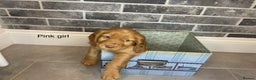 Cocker Spaniel dogs for sale: Hereditary clear working cocker spaniel - Advert 12