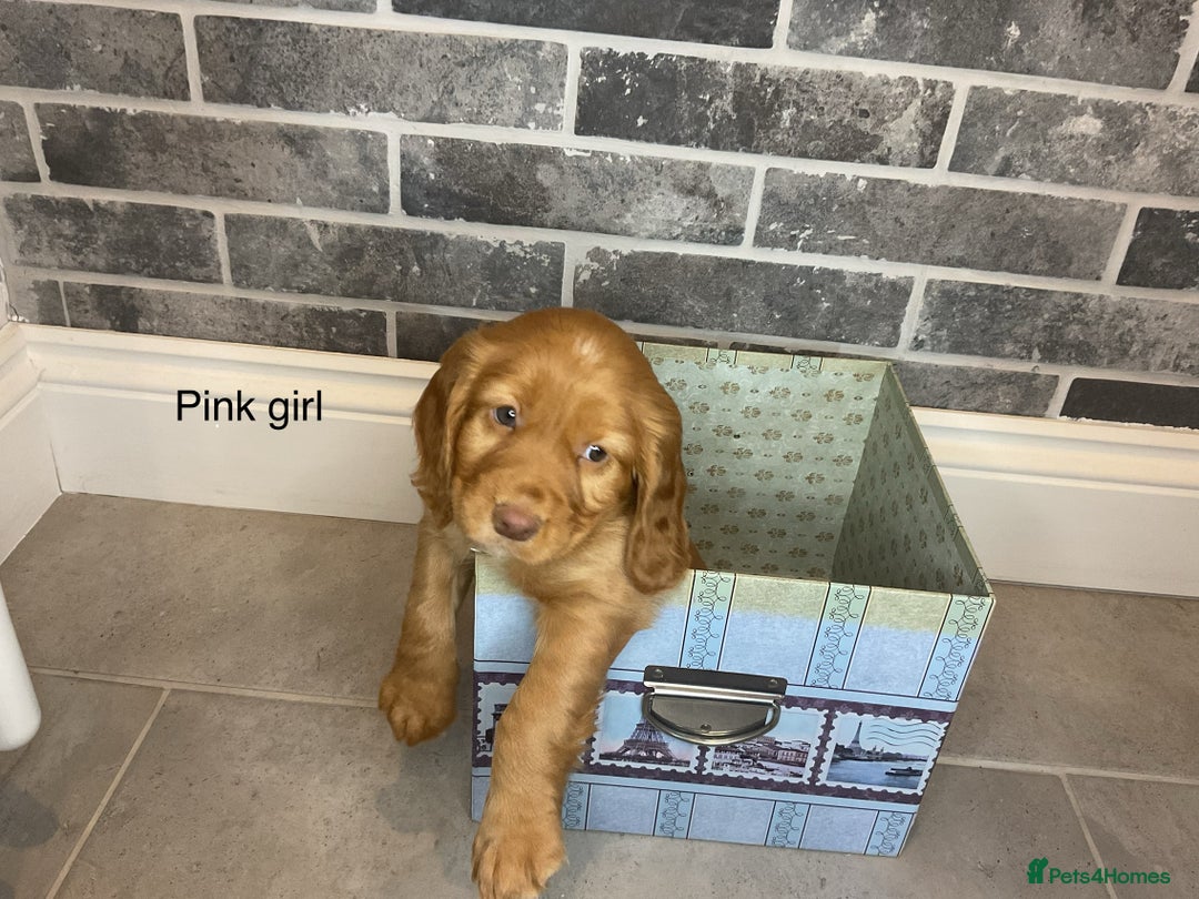 Cocker Spaniel dogs for sale: Hereditary clear working cocker spaniel - Advert 12