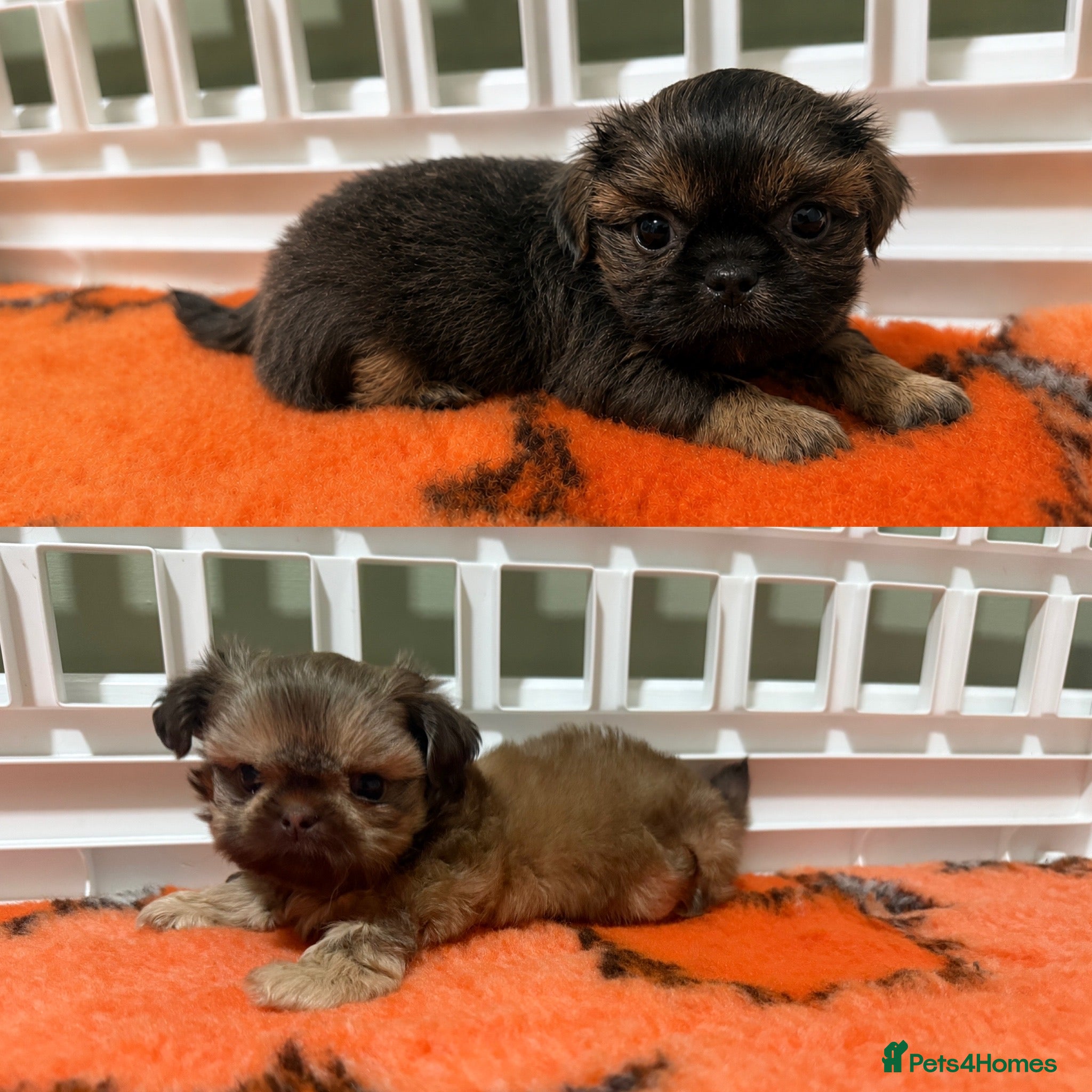 Shih Tzu dogs Imperial Shih Tzu Boys Available 🩶🤎 - Advert 3