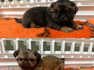 Shih Tzu dogs Imperial Shih Tzu Boys Available 💙🤎 - Advert 1