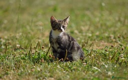 Mixed Breed cats for sale: Stunning kittens looking for loving home  - Image 10