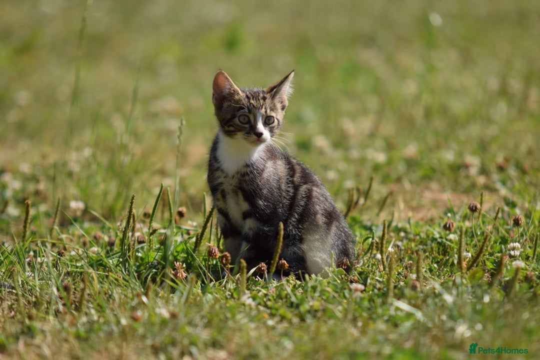 Mixed Breed cats for sale: Stunning kittens looking for loving home  - Image 10