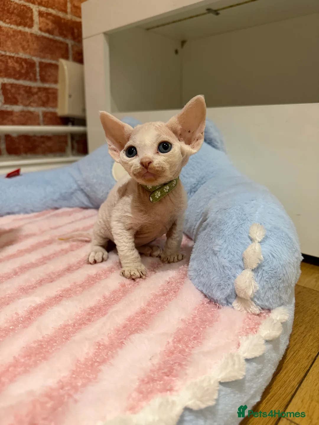 Devon Rex cats for sale: 🐾Adorable Devon Rex Kittens 🐾🌸 - Advert 4
