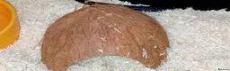 Corn Snake reptiles for sale: Baby cornsnake with vivarium and everything in it  in Hartlepool - Advert 12