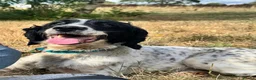 English Springer Spaniel dogs for sale: Spike - Fully Trained Pet Springer Spaniel - Advert 3