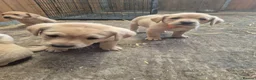 Labrador Retriever dogs for sale: Stunning red/golden labrador puppies - Advert 19