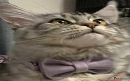 Maine Coon cats for sale: Beautiful 5 Year old Russian Zuki - Image 2
