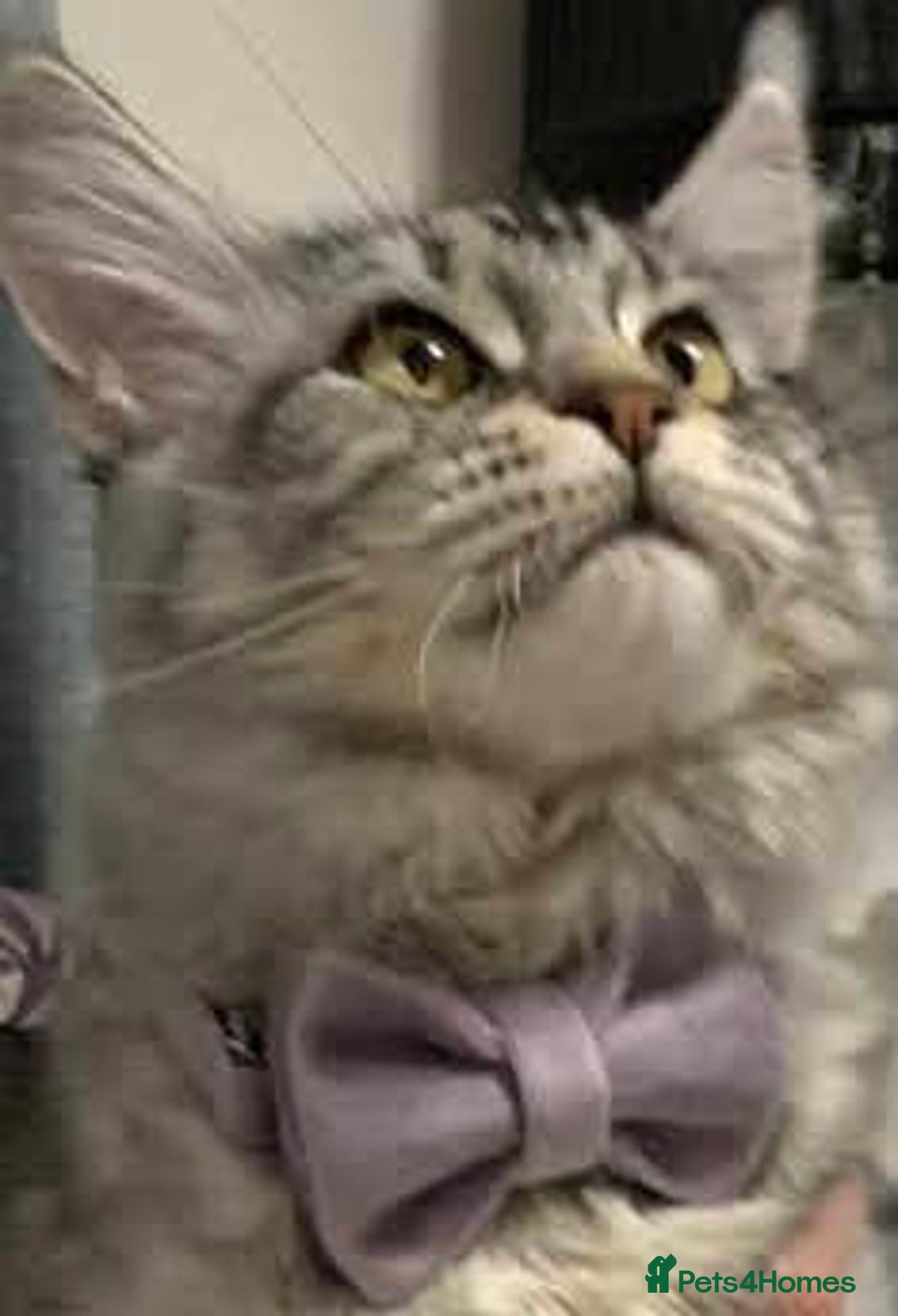 Maine Coon cats for sale: Beautiful 5 Year old Russian Zuki - Image 2