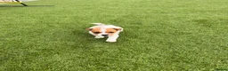 Jack Russell dogs for sale: 7 beautiful jack Russel puppies for sale - Advert 32