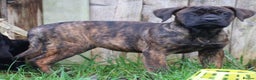 Presa Canario dogs for sale: Presa Canario Puppies (Recognised Breeder) - Advert 11