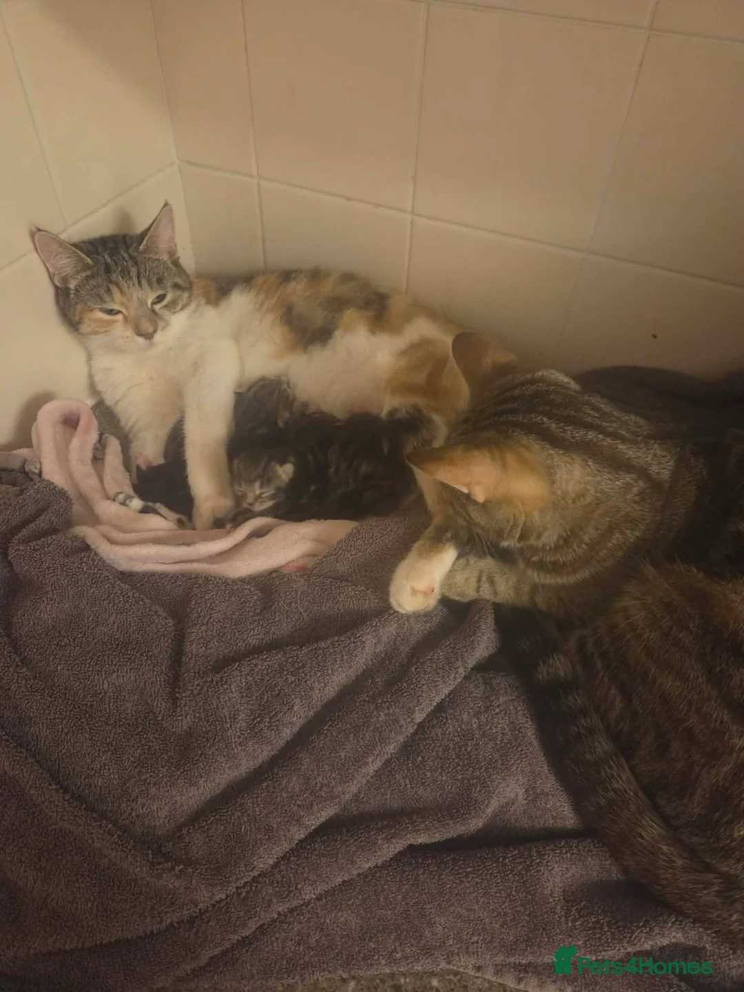 Mixed Breed cats for sale: 4 beautiful kittens ready for new homes - Advert 1