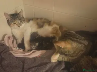 Mixed Breed cats 4 beautiful kittens ready for new homes - Advert 1