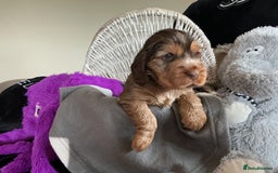 Cocker Spaniel dogs for sale: KC Reg Show Cocker Ext health tested - Image 19