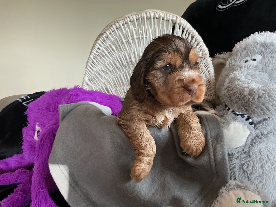 Cocker Spaniel dogs for sale: KC Reg Show Cocker Ext health tested - Image 19