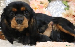 Cavapoo dogs for sale: Health Tested Cavapoo Puppies - Image 25