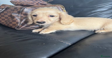 Miniature Dachshund dogs - Advert 14