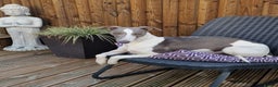 Whippet dogs for stud: Proven whippet for stud in Wakefield - Advert 4