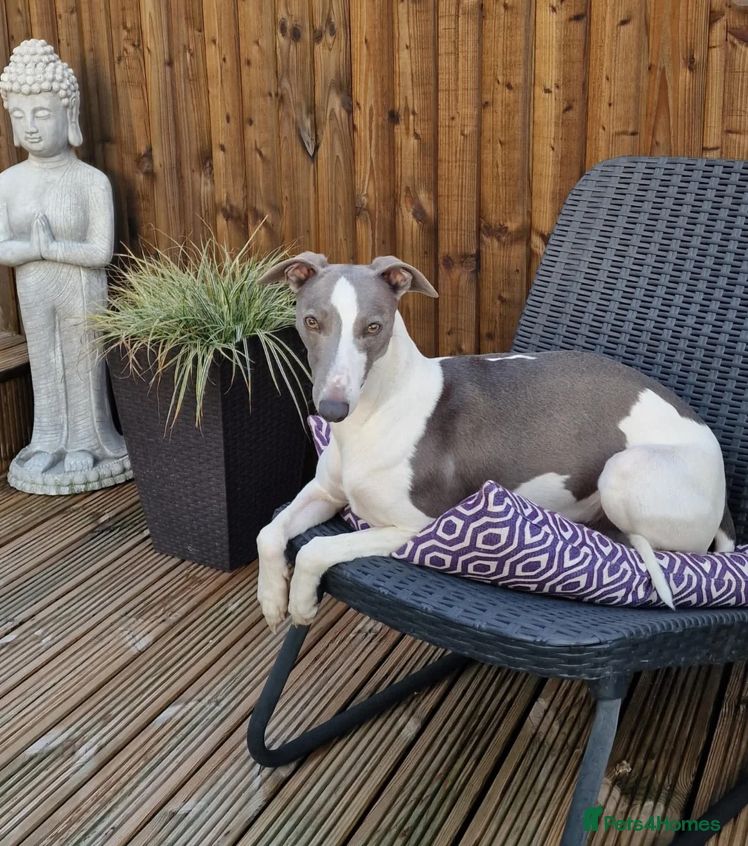 Whippet dogs for stud: Proven whippet for stud in Wakefield - Advert 4