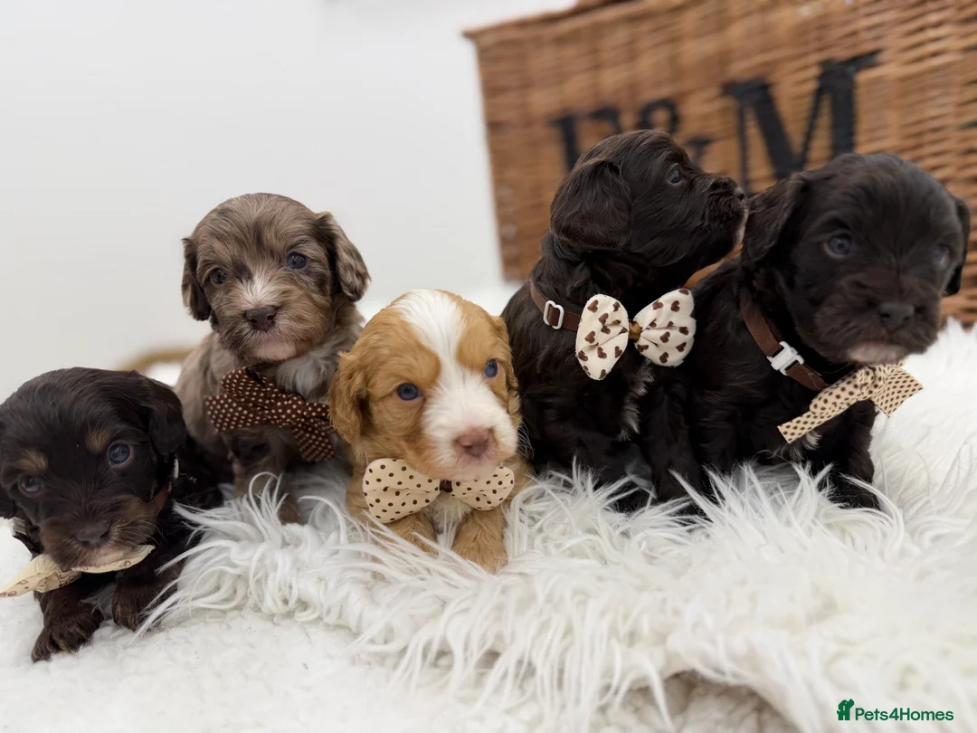 Cavapoo dogs for sale: F1 E ** tensively health tested cavapoos  - Advert 1