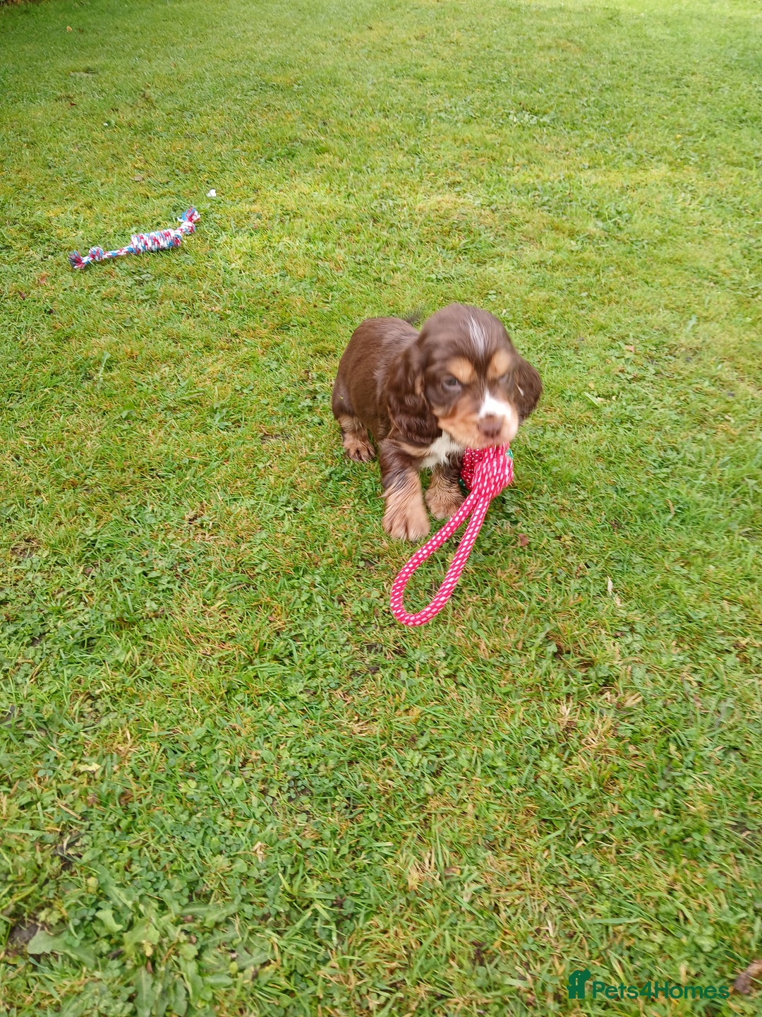 Cocker Spaniel dogs for sale: Stunning KC Show Type Cocker Spaniels - Image 11